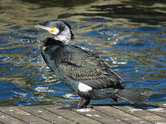 Great Cormorant