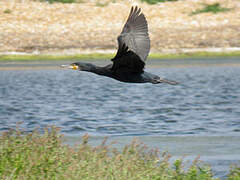 Great Cormorant