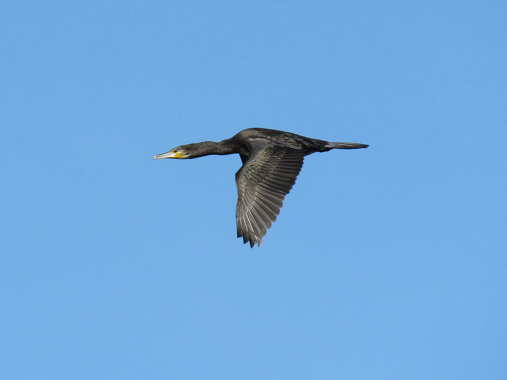 Great Cormorant