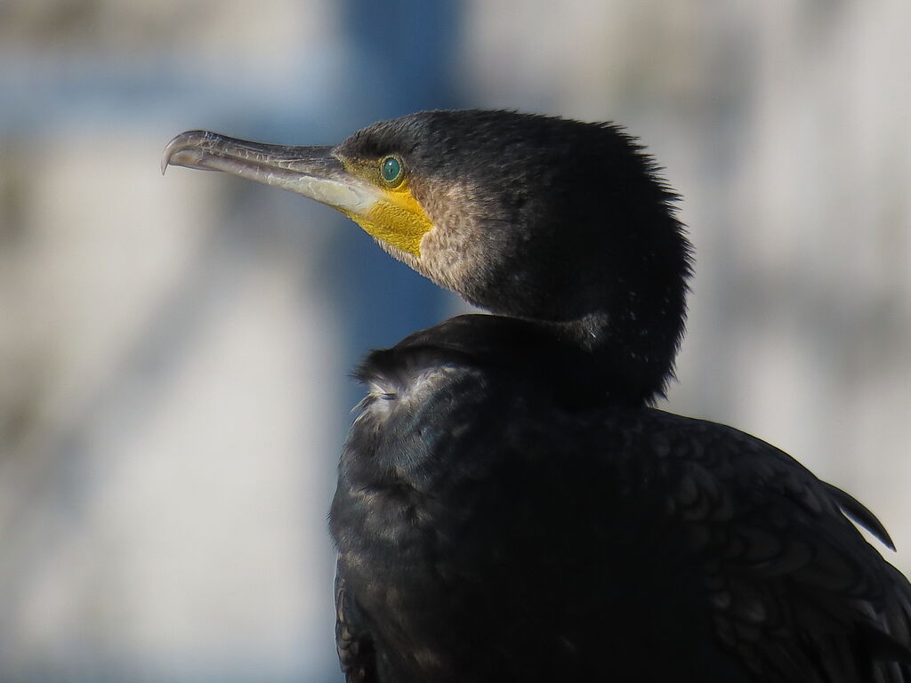 Great Cormorant