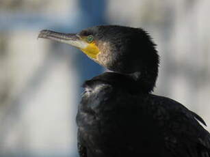 Grand Cormoran