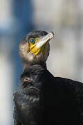 Great Cormorant