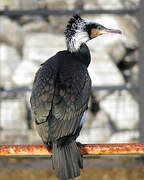 Great Cormorant