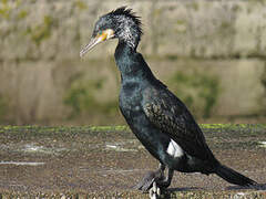 Great Cormorant