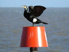 Great Cormorant