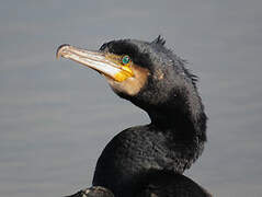 Great Cormorant