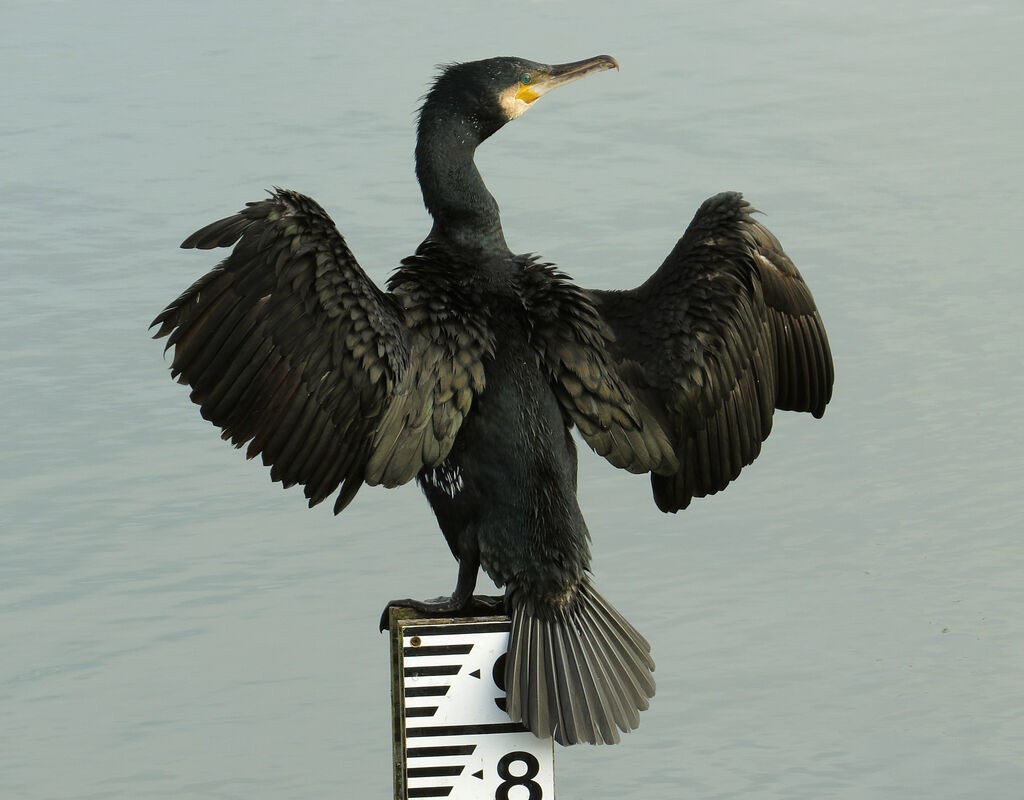 Great Cormorant