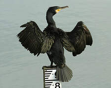 Great Cormorant