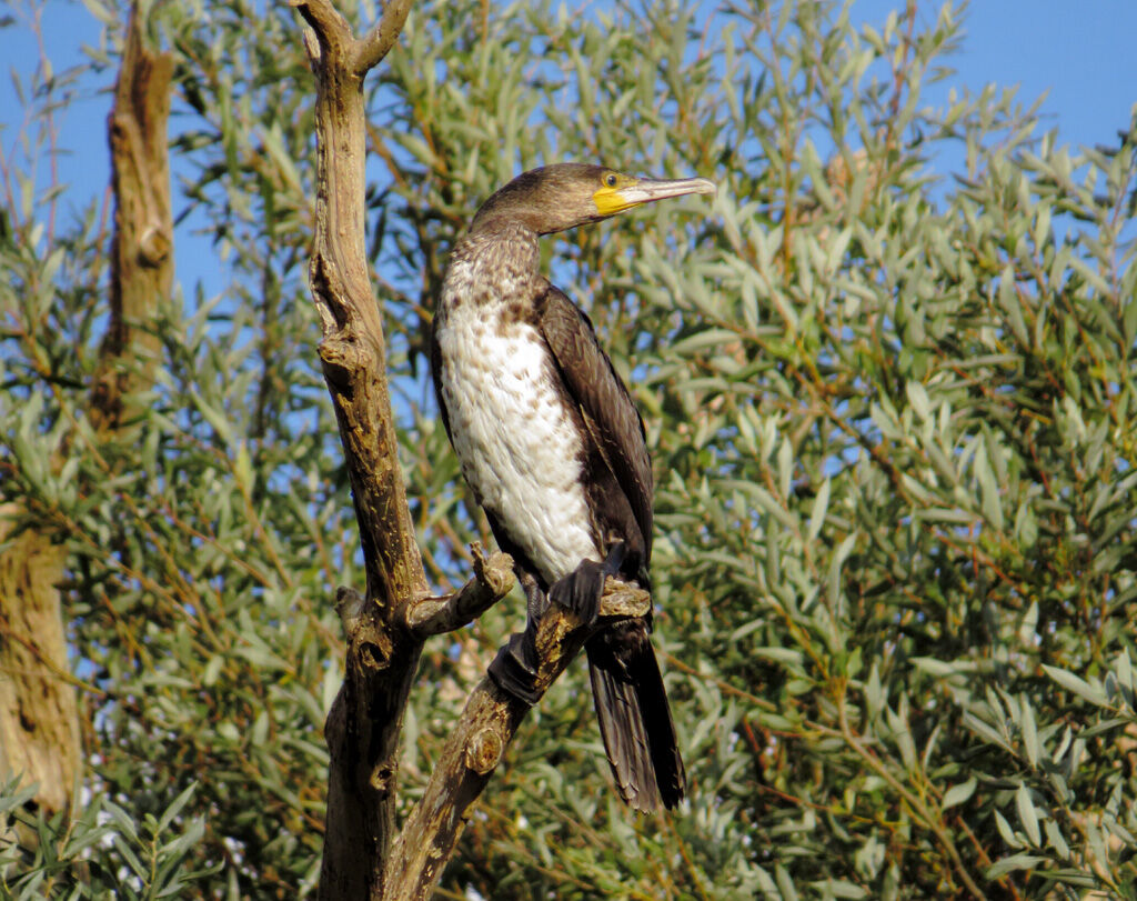 Great Cormorant