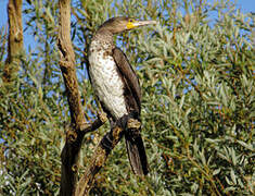 Great Cormorant