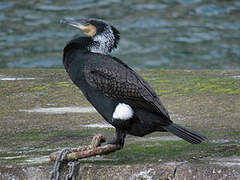 Great Cormorant