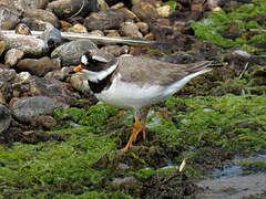 Common Ringed Plover