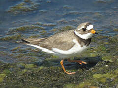 Common Ringed Plover