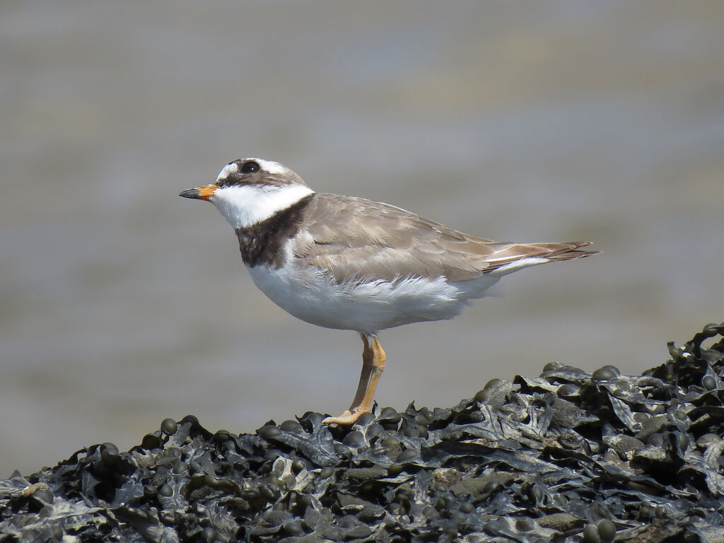 Common Ringed Plover