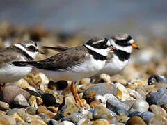 Common Ringed Plover