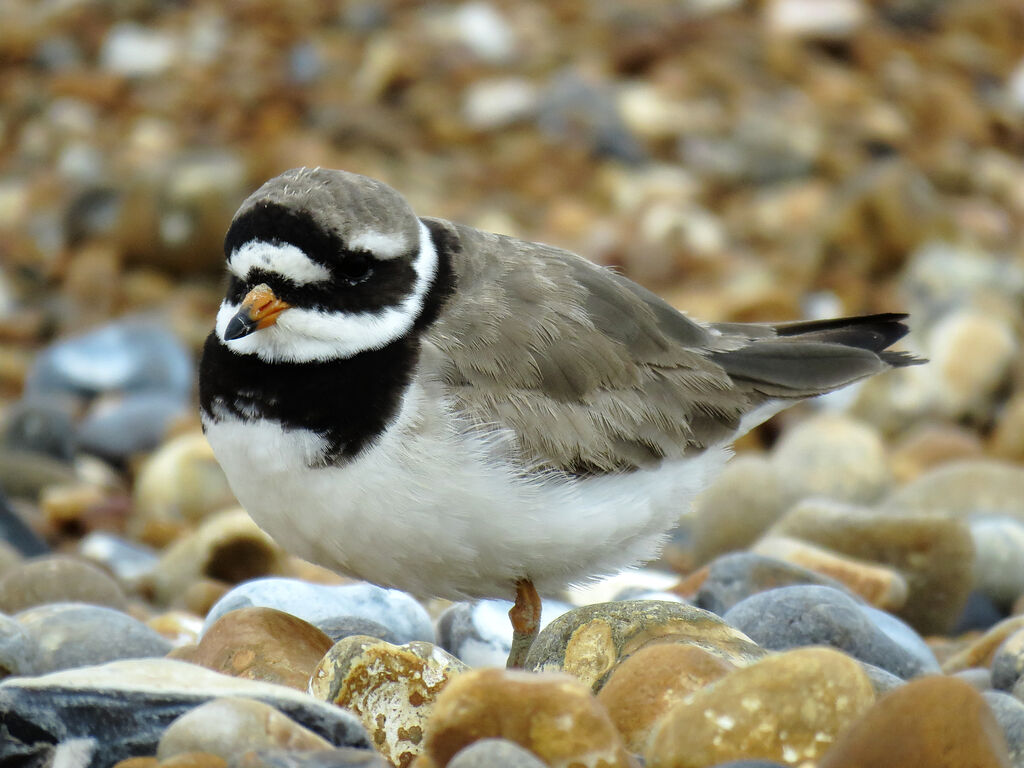 Common Ringed Plover