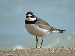 Common Ringed Plover