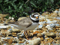 Common Ringed Plover