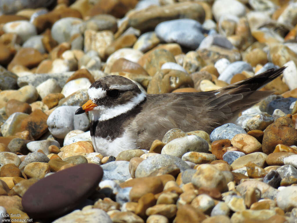 Common Ringed Plover female adult breeding, habitat, pigmentation, Reproduction-nesting