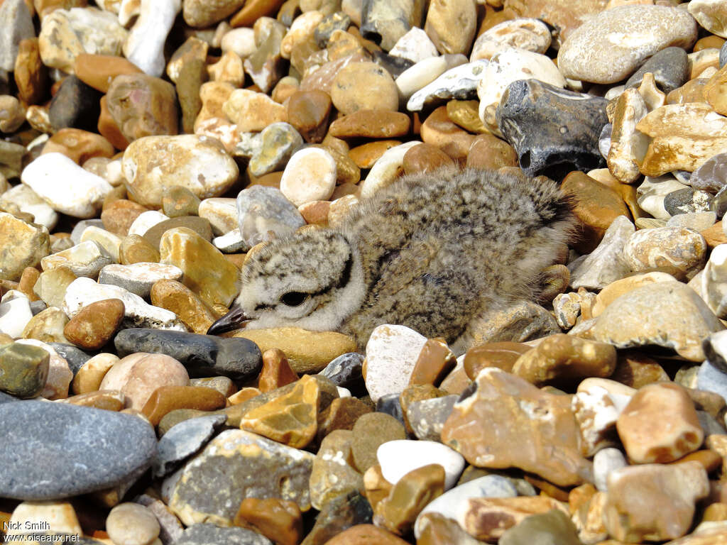 Common Ringed PloverPoussin, identification, Reproduction-nesting