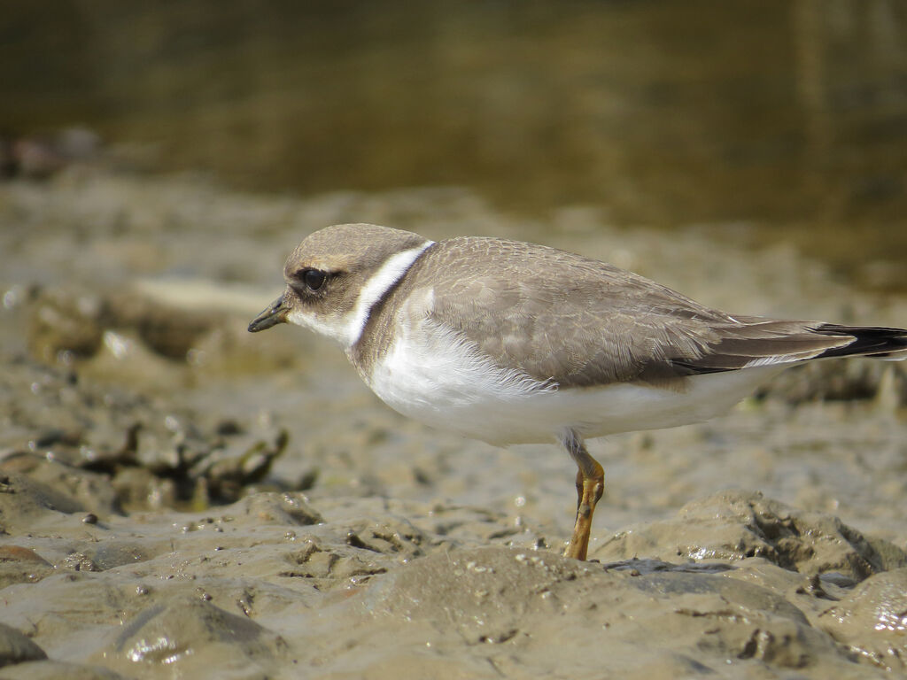 Common Ringed Plover