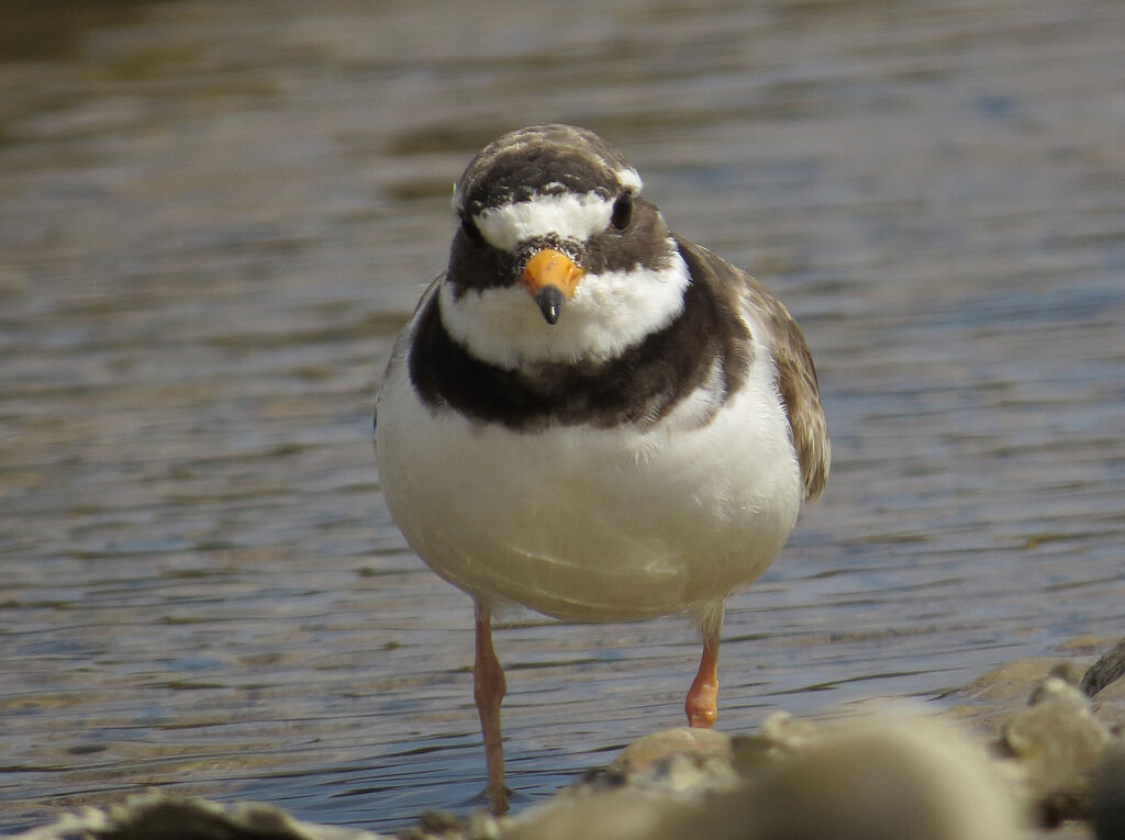 Common Ringed Plover