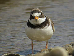 Common Ringed Plover