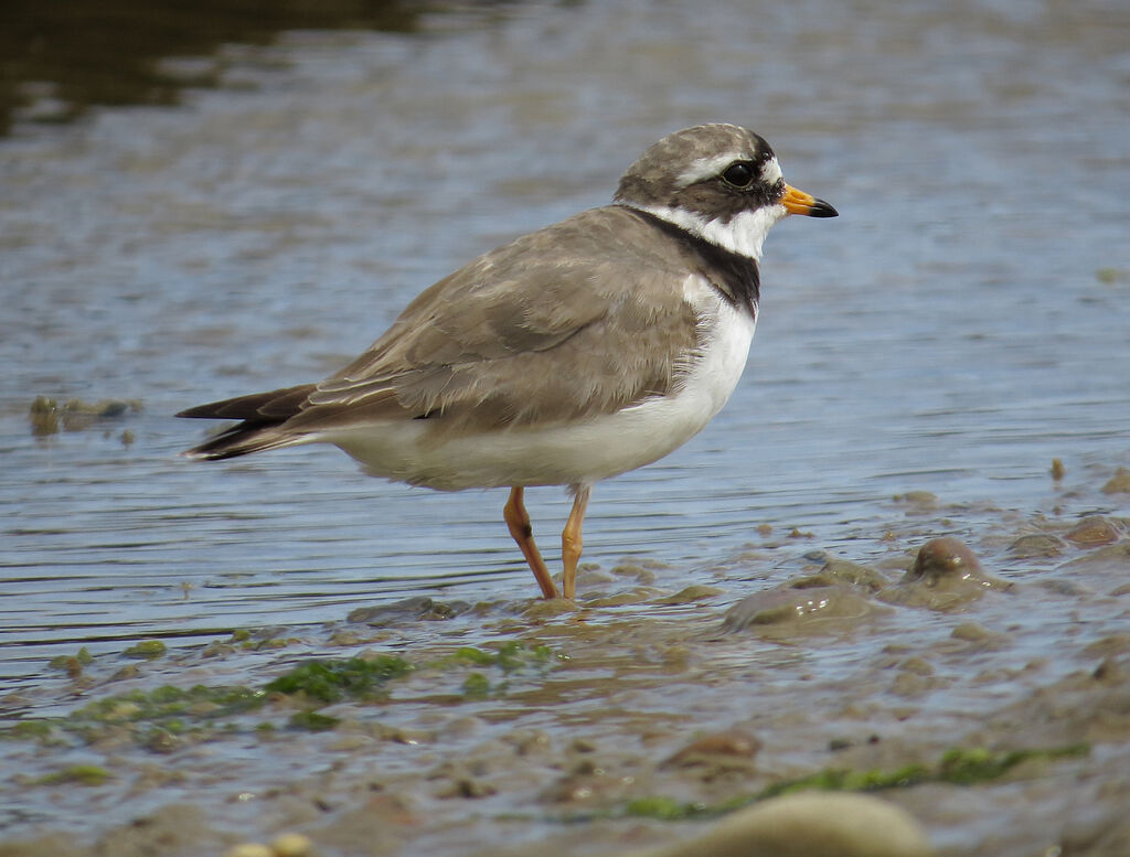 Common Ringed Plover