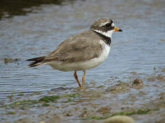 Common Ringed Plover