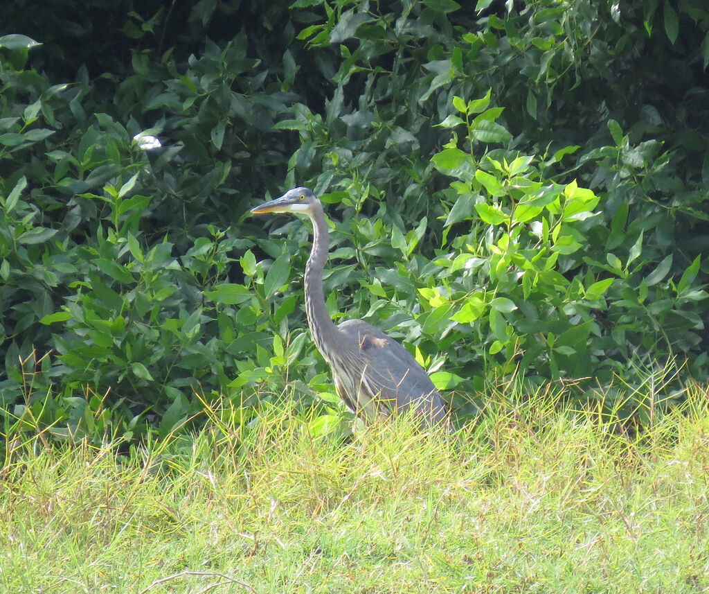 Great Blue Heron