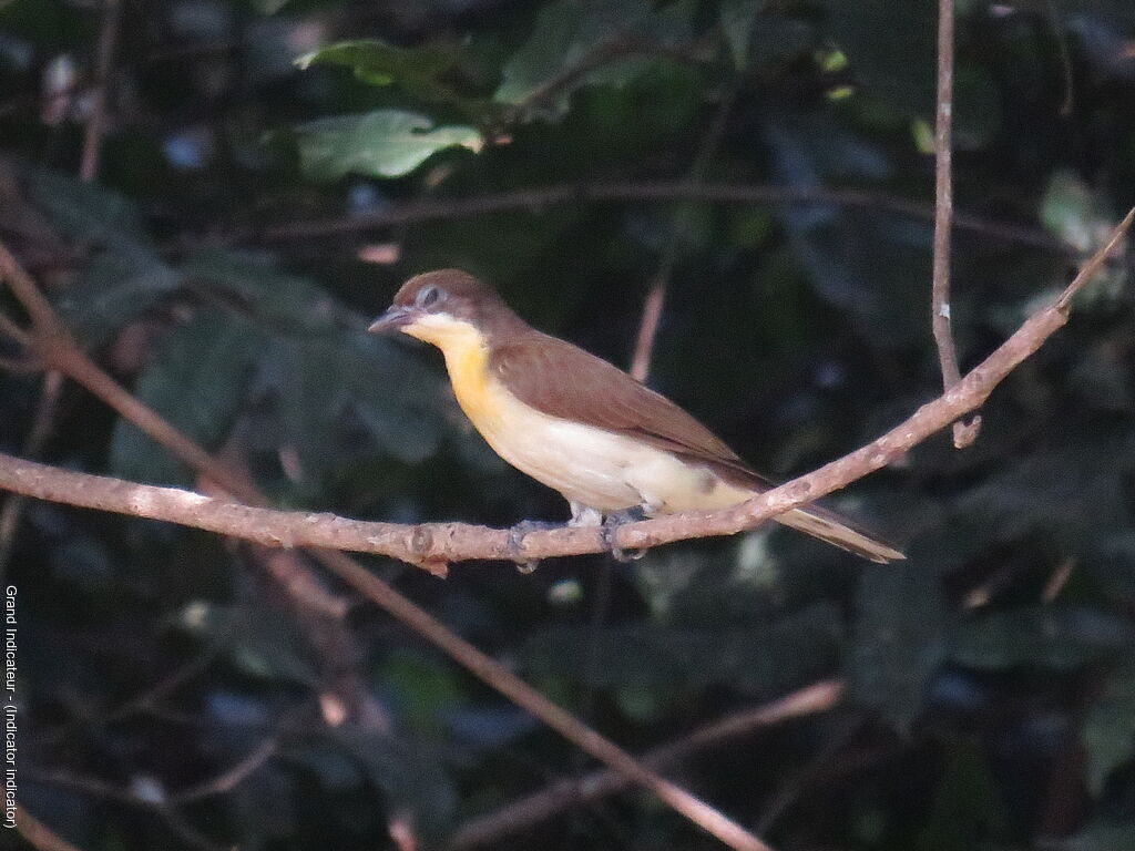 Greater Honeyguide