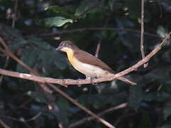 Greater Honeyguide