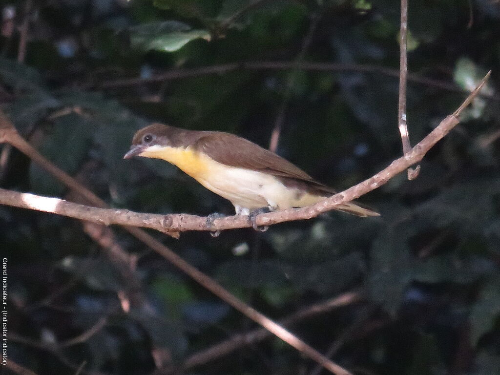 Greater Honeyguide