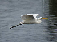 Grande Aigrette