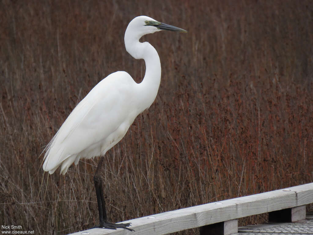 Great Egretadult breeding, identification