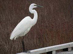 Grande Aigrette