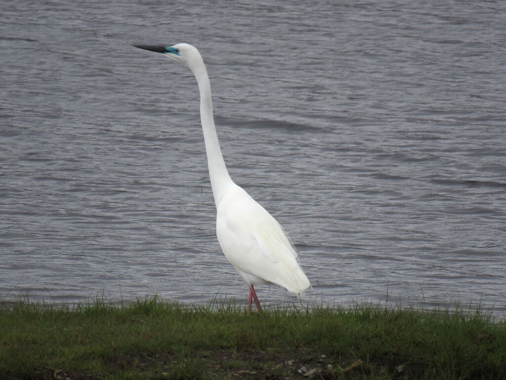 Grande Aigrette