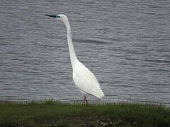 Grande Aigrette