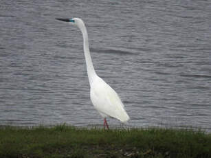 Grande Aigrette