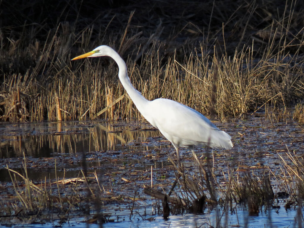 Great Egret