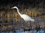 Grande Aigrette