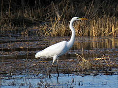 Grande Aigrette