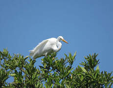 Great Egret