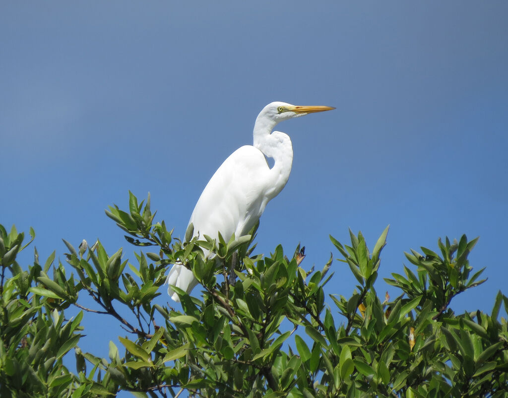 Grande Aigrette