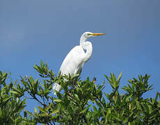 Grande Aigrette