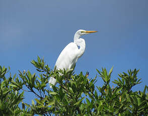 Grande Aigrette