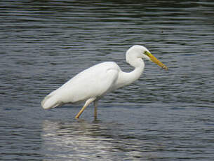 Grande Aigrette