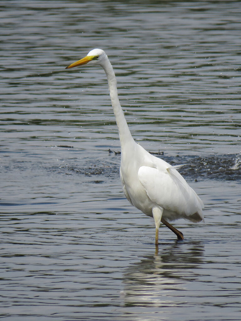 Great Egret