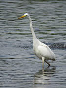 Grande Aigrette