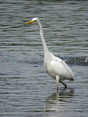 Grande Aigrette